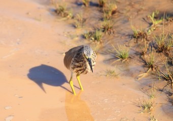Indian pond heron, Ardeola grayii, standing in mud puddle