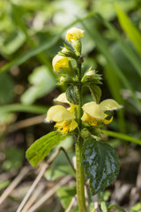 Yellow flowers of the fog - Lamium galeobdolon.