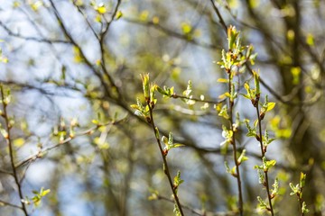 Buds of fresh leaves on tree branches