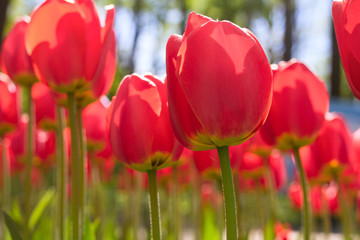 Naklejka premium Group and close up of red single beautiful tulips growing in the garden