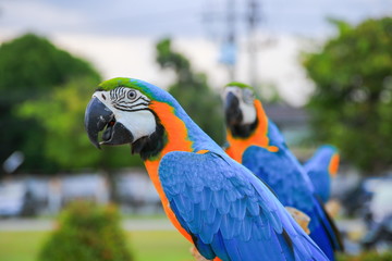 macaw parrot, blue - orange colorful beautiful in public park select focus with shallow depth of field.