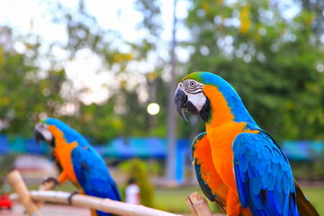 macaw parrot, blue - orange colorful beautiful in public park select focus with shallow depth of field.