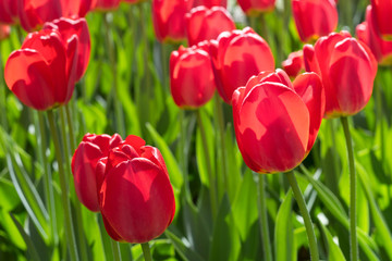 Group and close up of red single beautiful tulips growing in the garden