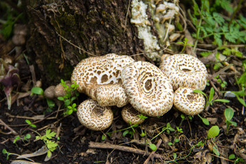 Mushrooms in forest