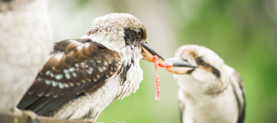 Kookaburras fighting for food during the day.