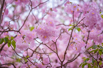 Pink trumpet tree