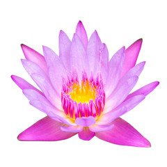 pink lotus flower isolated on white