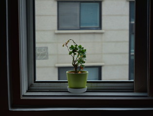 A pot in a dark window.