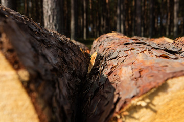Fototapeta premium Trees chopped and stacked in forest