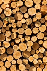 A pile of cut wood stump log texture