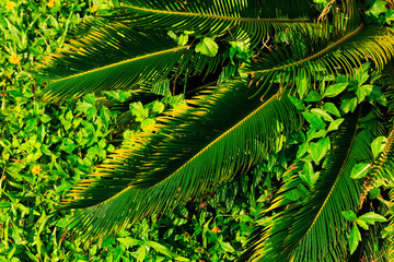 Green tropical leaves background.
