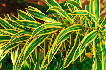 Fototapeta na wymiar Green tropical leaves background.