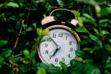 alarm clock in the tree at  morning time