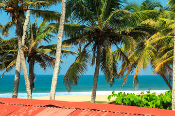 Fototapeta na wymiar Tropical landscape with blue sky and palm trees.