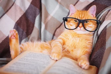Rolgordijnen Rode kat in glazen die op bank met boek liggen © murika