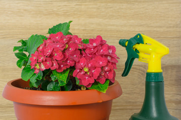 Spray water flower hydrangea in a pot on the table. To care for plants.