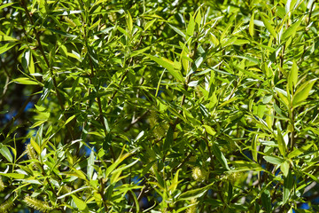 Leaves of willow. Natural green background