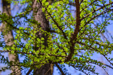 Branches of pine with short needles against the blue clear sky.