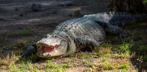 Crocodile in Hamat Gader, Israel .