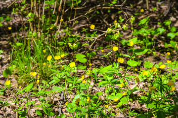Beautiful yellow forest flowers