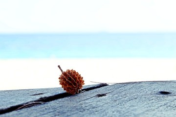 Pine cone on the sea view 