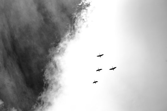 Ducks in Cloud