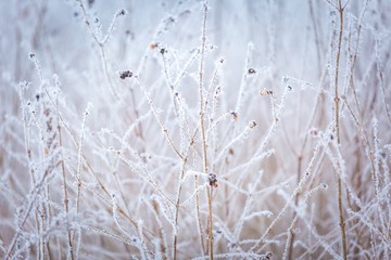 Winter abstract macro of rime on plants