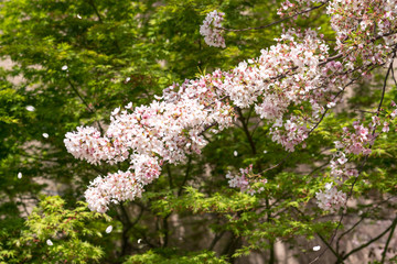 満開の桜と桜吹雪