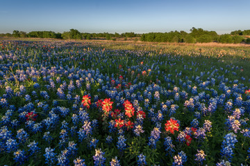 Bluebonnets and Paintbrush near Mart, Texas