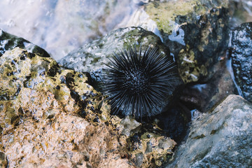 Naklejka na ściany i meble Sea urchin on a stone