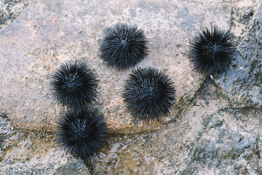Sea urchins on a stone