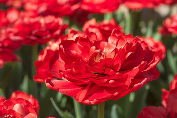 Group and close up of dark red vinous double beautiful tulips growing in the garden