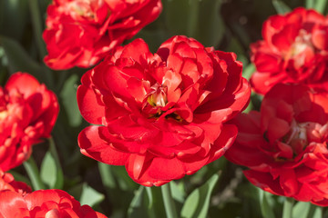 Group and close up of dark red vinous double beautiful tulips growing in the garden