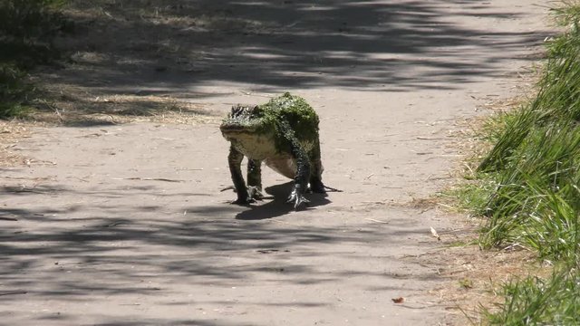  small alligator walks along a trail