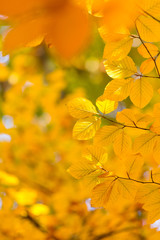 Autumn beech leaves decorate a beautiful nature bokeh background with forest