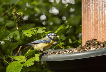 Mésanges - Chartreuse - Isère.