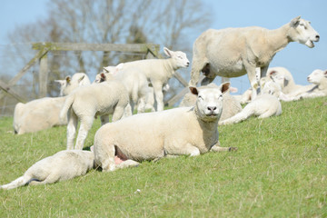 Naklejka na ściany i meble herd of sheep, sheep and lambs on meadow