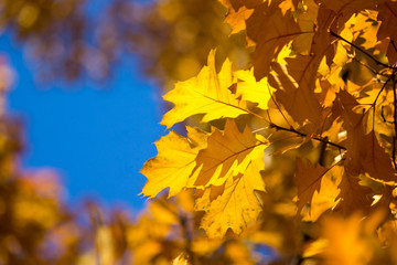 Autumn beech leaves decorate a beautiful nature bokeh background with forest