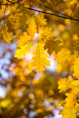 Autumn beech leaves decorate a beautiful nature bokeh background with forest