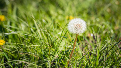 Make a wish on this dandelion