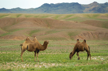 Camels in the desert in Mongolia