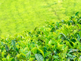 Green tea bud and fresh leaves. Tea plantations