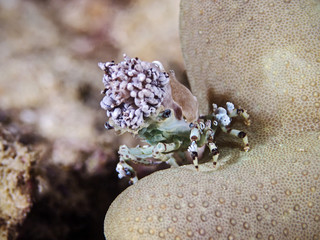 Decorator Spider Crab, Turberkel Spinnenkrabbe (Cyclocoeloma tuberculata)