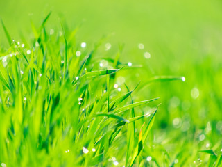 Green grass texture from a field