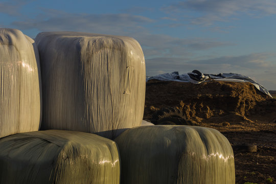 Stacked like a pyramid, round bales of hay and silage wrapped in a white membrane. Food for cows in winter is stored on the field near the silo. Enlarged image. Dairy farm on Podlasie, Poland.