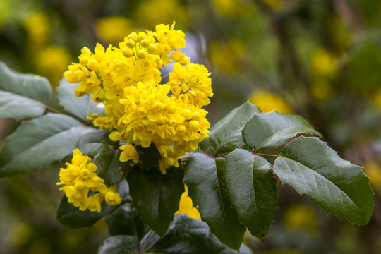 Blossoming Oregon-grape (Mahonia aquifolium). beautiful flowering garden plants with incredible smell