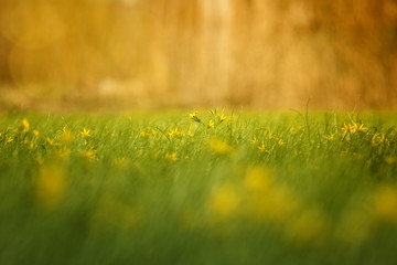 Beautiful solar flowers in the field