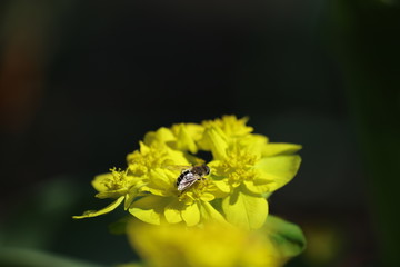 Blume mit Biene