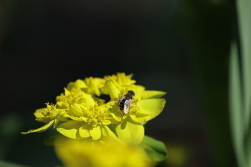 Blume mit Insekt