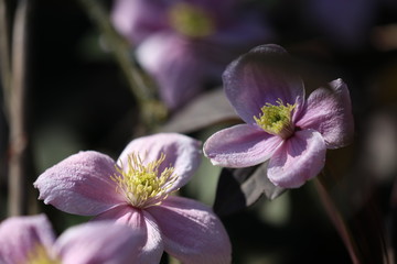Clematis Bl&uuml;te rosa